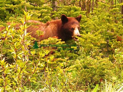 PhotosCanada.com Gallery :: Cinnamon and Brown Bears, Black Bear Photos, Canadian Wildlife Stock ...