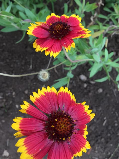 Buy Gaillardia flower Seeds | BloomyBliss flower shop