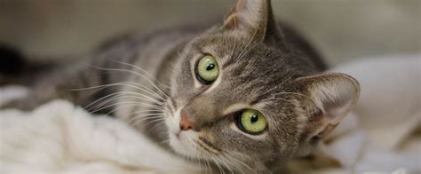 Find Adoptable Cats | Pennsylvania Society for the Prevention of ...