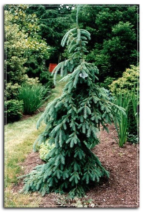 Dwarf Evergreen Trees For Zone 9 - Thuem Garden Plant