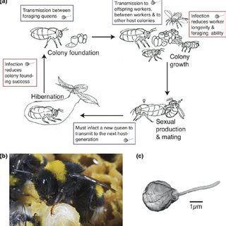 The annual life cycle (a) of the bumblebee Bombus terrestris (b ...