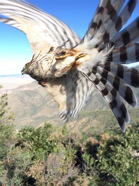 Hawk Migration Up-Close and Awesome by Steve Brenner | Nemesis Bird