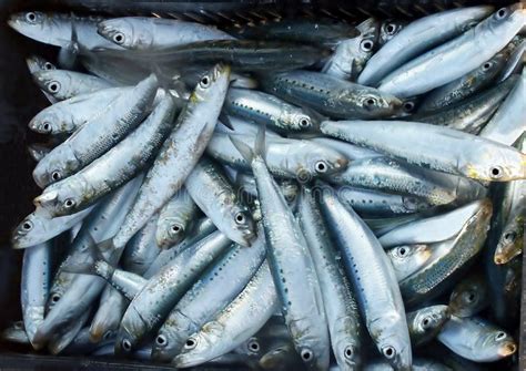 Sardines or pilchards stock image. Image of africa, beach - 363083