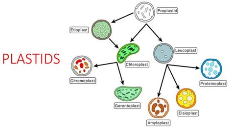plastids.pptx