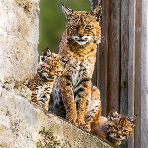 A Bobcat and her two beautiful 😱 cubs. . . 📷 Photo by @vishal ...