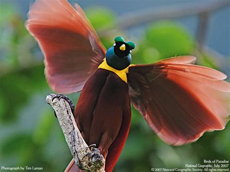 20 Charming Birds of Paradise Pictures