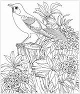 Birds For Children  Kids Coloring Pages sketch template