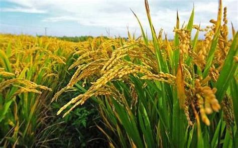 Foodgrain Production in Kharif Season Likely to reach 144.52 million tonnes in 2020-21