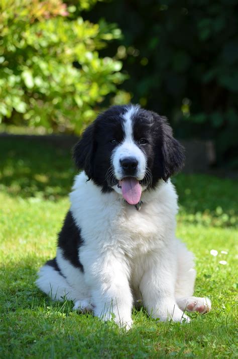 My in-laws got a Landseer puppy Baby Puppies, Baby Dogs, Dogs And Puppies, Newfoundland Dog ...