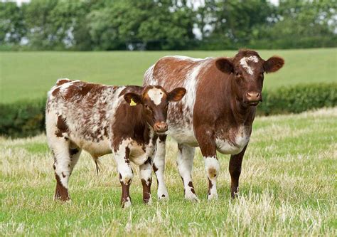 Wenmar Beef Shorthorns - Specialist Breed Shorthorn Cattle in Worcestershire