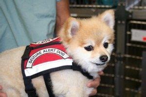 Seizure Alert Dogs: Your First Line of Defense & Safety | Therapy Pet