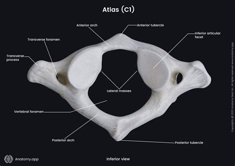 Cervical Vertebrae Atlas