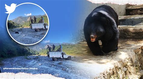 Watch: Himalayan black bear runs into wilderness after being released ...