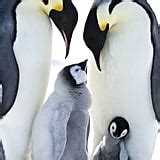 March of the Penguins 2 Photos and Details | POPSUGAR News