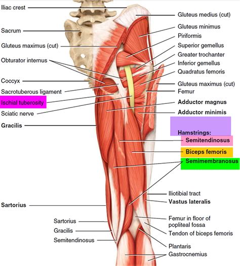 Hamstring Injury - Causes, Symptoms, Recovery Time & Treatment