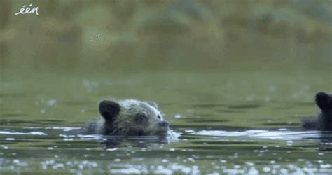 Bears Swimming GIF by vrt - Find & Share on GIPHY