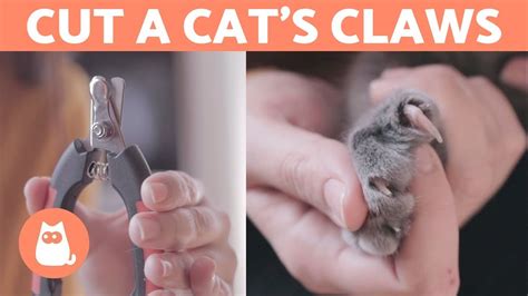 How to Cut a Cat’s Nails? ???? STEP-BY-STEP Guide – HousePetsCare.com