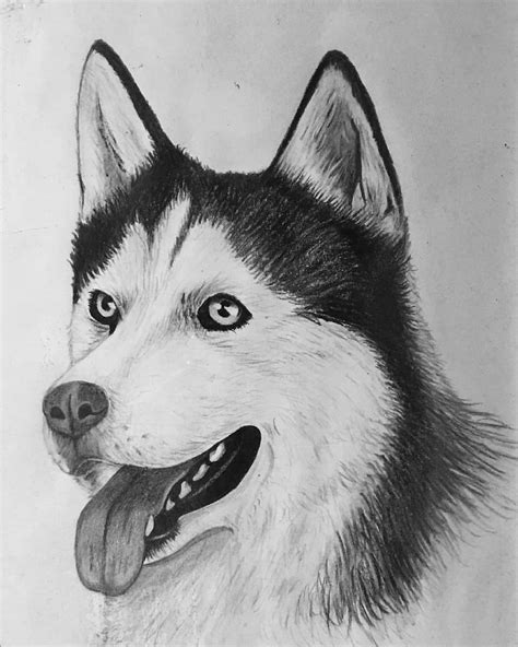 Drawing of Husky dog with black pencil : r/ImaginaryAnimals