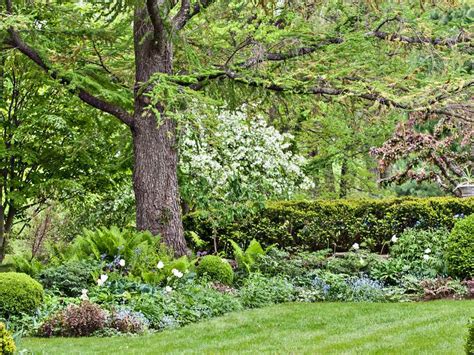 10 Tips for Planting Under Trees