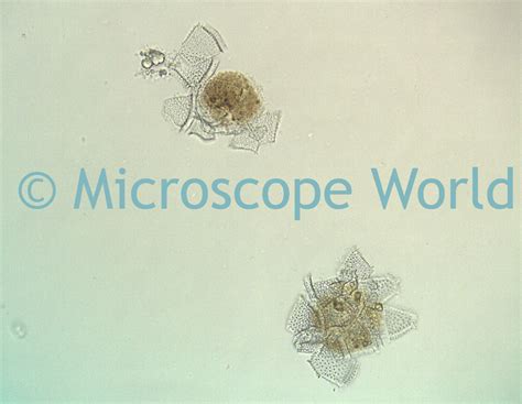 Microscope World Blog: Making Microscope Slides