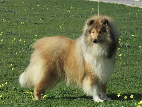 Rough collie colors