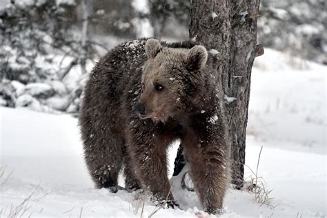 Awake from hibernation, hungry bears stroll in eastern Turkey | Daily Sabah