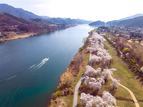 River and the cherry blossom river. Gapyeong, Korea. Any feedback on the photo will be welcomed ...