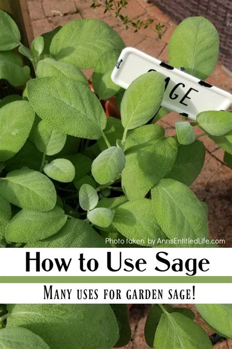 How to Use Sage | Uses for Garden Sage