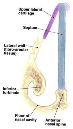 Nasal Valve Collapse - Dr Jason Roth | ENT Facial Plastic Surgery