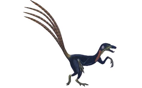 Epidexipteryx by TheJurassicDragon on DeviantArt