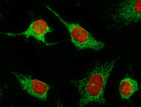 DAPI - Blue Fluorescent DNA Stain | AAT Bioquest