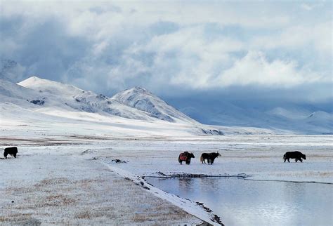 Tibetan winter wonderland བོད དགུན་ཁ་ | If you like to see t… | Flickr