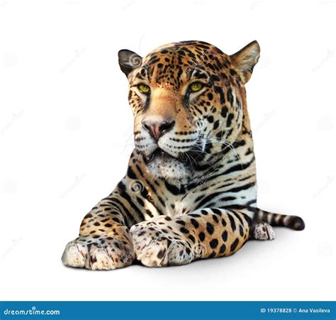 Jaguar - Front View, Isolated Royalty Free Stock Photos - Image: 19378828