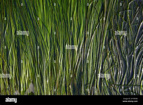 Eel grass hi-res stock photography and images - Alamy