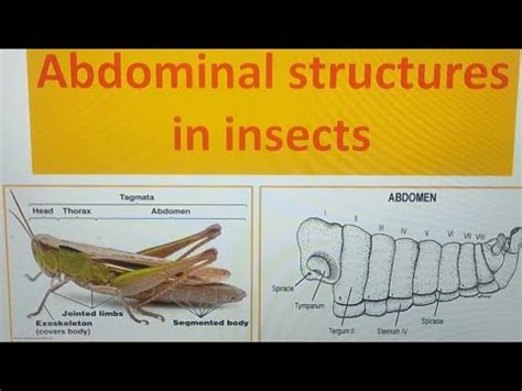 Abdominal structures in insects - YouTube