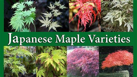 Japanese Maple Varieties - YouTube