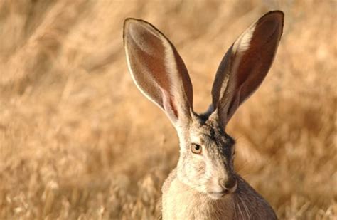 Jackrabbit - Description, Habitat, Image, Diet, and Interesting Facts