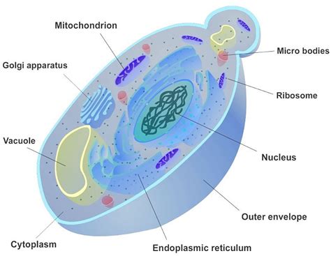 Yeast cell showing how they bud to proliferate | Yeast infection, High school biology, Yeast