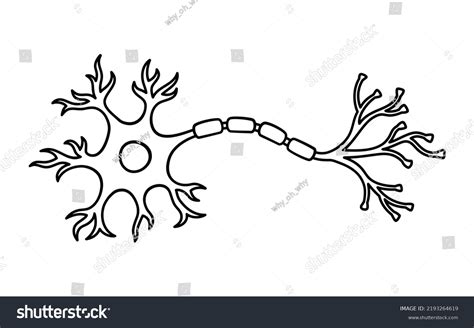 Neuron Nerve Cell Structure Illustration Stock Vector (Royalty Free ...