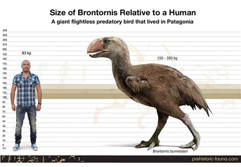 Size comparison of Brontornis to a human. B. burmeisteri was the second-tallest species of ...