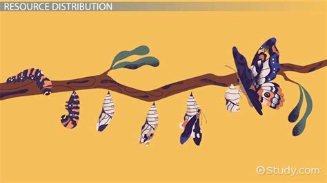 Metamorphosis | Definition, Evolution & Examples - Lesson | Study.com