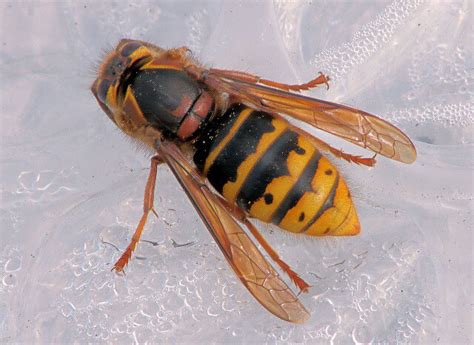 Paper Wasp Queen Identification