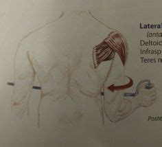 8 Anatomy - Muscle Actions Shoulder & Scapula ideas | scapula, anatomy ...