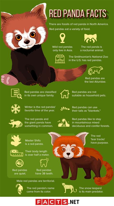 50 Adorable Facts About The Red Pandas You Have To Know - Facts.net in ...