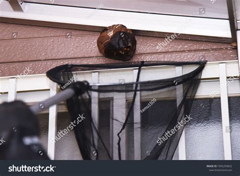 Extermination Hornets Nest Removal Work Stock Photo 1995295832 ...