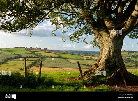 Summer fields in the Devon countryside, Raddon Hills, Devon, England Stock Photo, Royalty Free ...