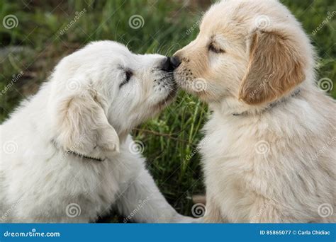 Cute Golden Retriever Puppies Kissing - Two Girls Kissing A Cute Golden Retriever Puppy In ...