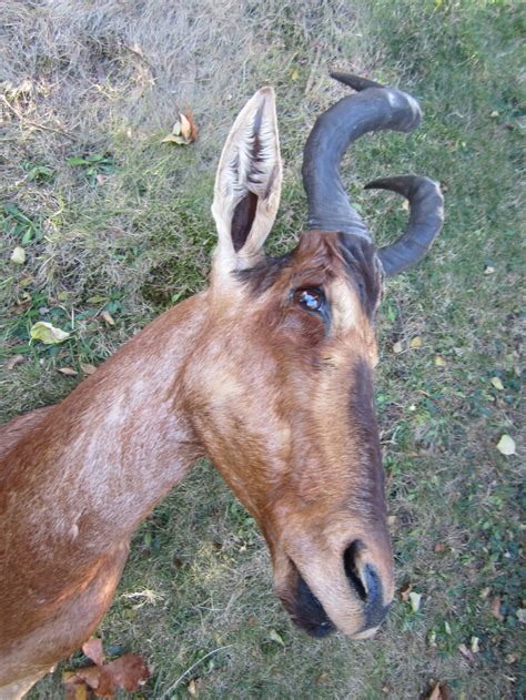 Antelope Taxidermy Head for Wall Mount at 1stDibs | mounted antelope head, antelope head mounts ...