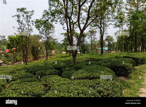 Tea gardens in Palampur, Himachal Stock Photo - Alamy