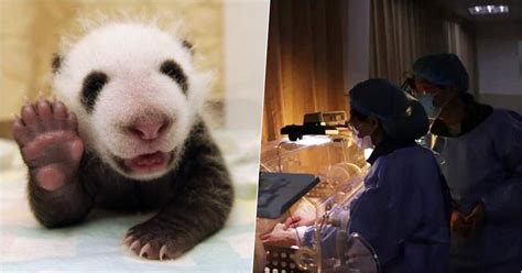 Unique Baby Panda Twins Born During The Coronavirus Pandemic Named ...